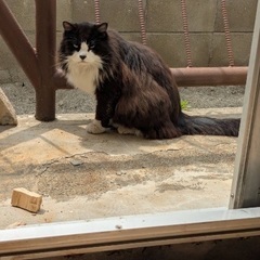 多頭飼育、置き去り猫　至急飼い主を探してます
