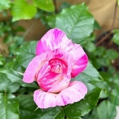 エドゥアールマネ　大苗　薔薇の画像