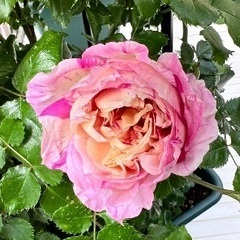 エドゥアールマネ　大苗　薔薇の画像