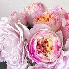 エドゥアールマネ　大苗　オベリスク仕立て　薔薇