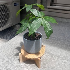 パキラ　25センチ　鉢込み