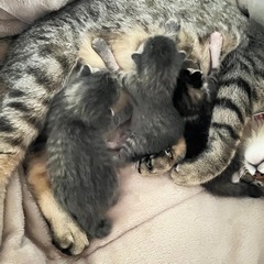 子猫3匹、一生、大切にしていただける方希望