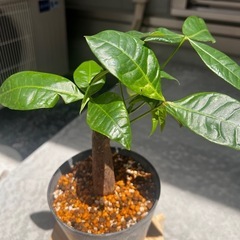 観葉植物　パキラ　25センチ　鉢付きの画像
