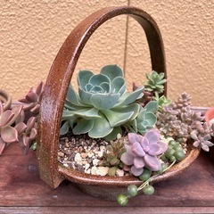 陶器　七福神多肉植物寄せ植え　　　　　　　　
★カット苗のおまけ付★ 