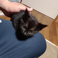 黒色の子猫😺