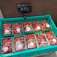 【在庫7】函館産🍓けんたろう入荷しました☆