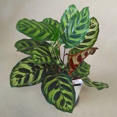 カラテア　マコヤナ　札付き　観葉植物
