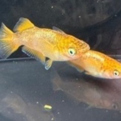メダカ　五式タイプR 若魚１ペア