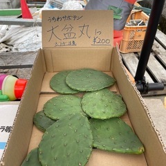 うちわサボテン🌵大盆丸