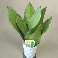 サンセベリア ムーンシャイン 4号鉢　ボリューム苗