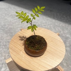 ミニ盆栽　山椒
