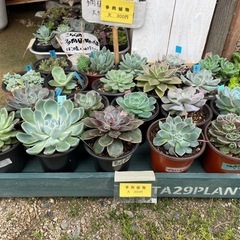 ふなおミニファーマーズ　無人販売所　6／7