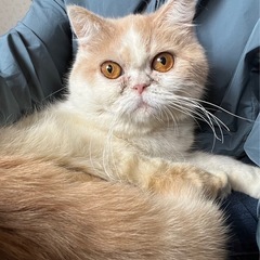 抱っこ大好きエキゾちゃん