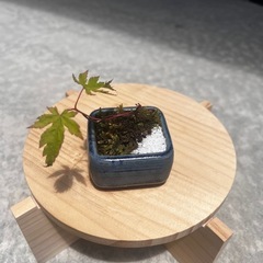 ミニ盆栽　もみじ🍁