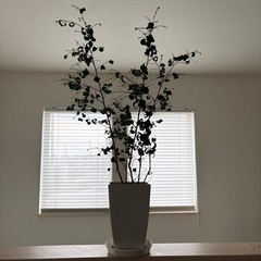 【観葉植物】ベンジャミンバロック【決まりました】