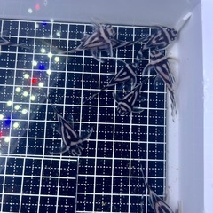 複数🈹有り 　大きめも多数 インペリアルゼブラプレコ 代理出品　　 の画像