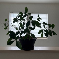 【観葉植物】ガジュマル