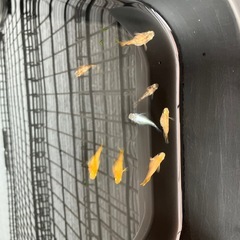 ダルマメダカ8匹
