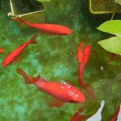 金魚　1匹　　の画像
