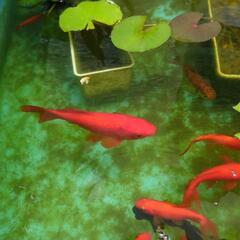 金魚　1匹　　の画像