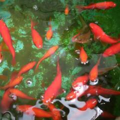 金魚　1匹　　の画像