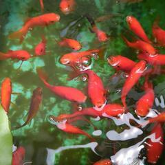 金魚　1匹　　の画像