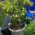 ランキングキーワードに紐づく投稿画像-多肉植物