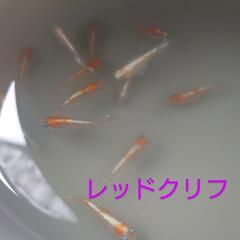 レッドクリフ（メダカ）５匹