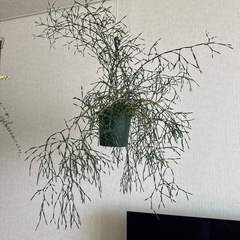 観葉植物　リプサリス　の画像