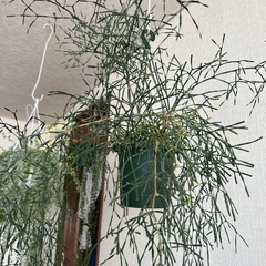 観葉植物　リプサリス　の画像