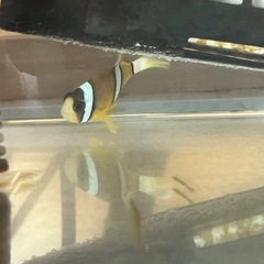 クマノミ　海水魚