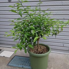 柚子の木