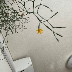観葉植物　リプサリス　の画像