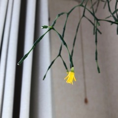観葉植物　リプサリス　