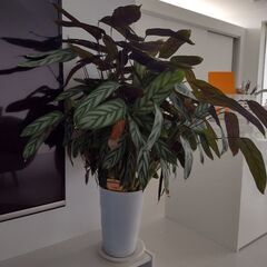 クテナンテ　セトサ