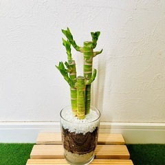 キングバンブー　３本仕立て　観葉植物　ハイドロカルチャー