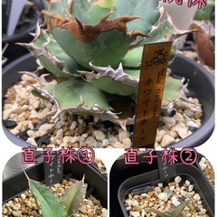 アガベ チタノタ 【ホワイトホーク】