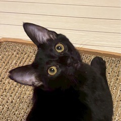超超甘えん坊　黒猫　子猫