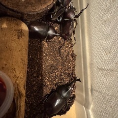 カブトムシ