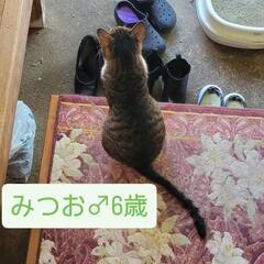 6月19日〆！飼い主が亡くなってしまった為、里親急募！ − 鹿児島県