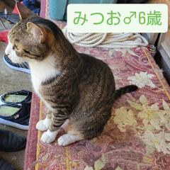 6月19日〆！飼い主が亡くなってしまった為、里親急募！ - 猫
