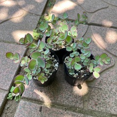 多肉植物 ミセバヤ