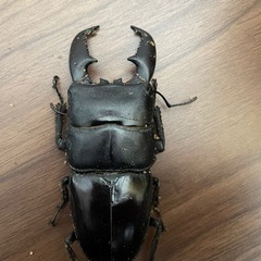 スマトラオオヒラクワガタ♂♀♀セット