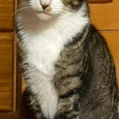 6月19日〆！飼い主が亡くなってしまった為、里親急募！ - 阿久根市