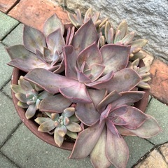 多肉植物寄せ植え①の画像
