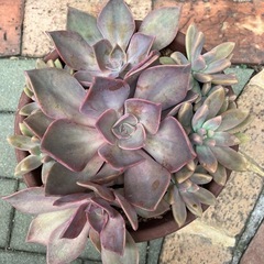 多肉植物寄せ植え①