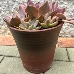 多肉植物寄せ植え①の画像