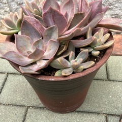 多肉植物寄せ植え①の画像