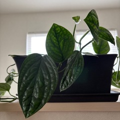【観葉植物】モンステラ ジェイドシャトルコック