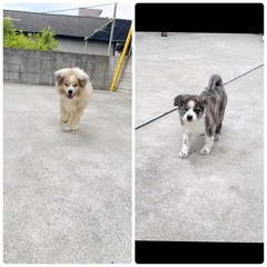 秋田犬 